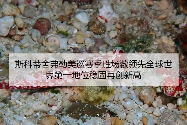si-ke-di-she-fu-lei-mei-xun-sai-ji-sheng-chang-shu-ling-xian-quan-qiu-shi-jie-di-yi-di-wei-wen-gu-zai-chuang-xin-gao-3-979.jpg